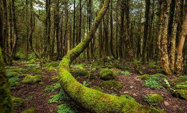 Gito - Badara - Elevit Double Turu